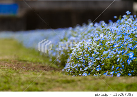 ネモフィラの花畑 ネモフィラの花畑 139267388