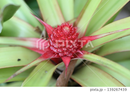観賞用パイナップルの実 クローズアップ 熱帯植物 植物園 ボタニカル素材 観賞用パイナップルの実 クローズアップ 熱帯植物 植物園 ボタニカル素材 139267439