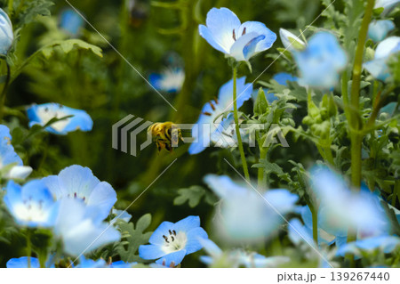 ネモフィラの花畑 139267440