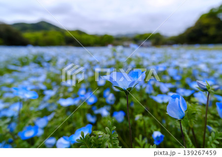 ネモフィラの花が咲き誇る 139267459