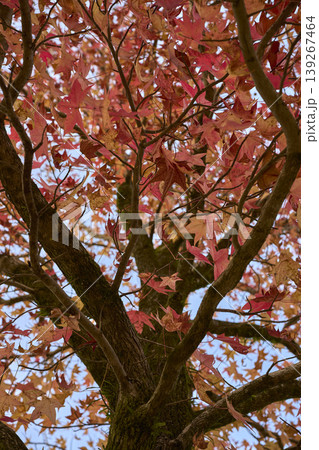 紅葉のある風景 139267464