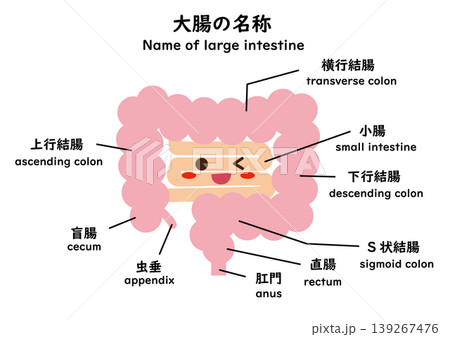 大腸の名称　キャラ 139267476