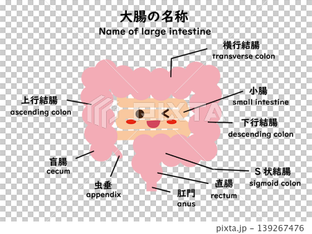 大腸の名称　キャラ 139267476