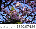 青空に映える桜の花と蕾　北海道の春 139267486