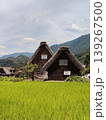 水田のある風景。世界遺産登録の白川村。白川郷合掌造り建築。 139267500