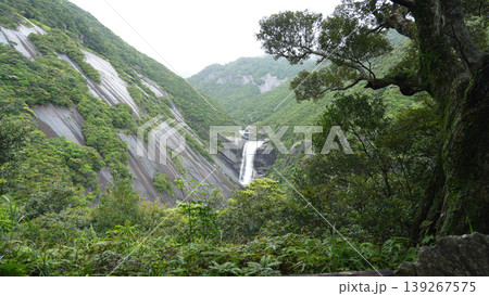 千尋の滝 屋久島 千尋の滝 屋久島 139267575