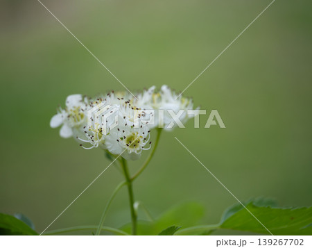 春に白い小花をつけるミサンザシ 春に白い小花をつけるミサンザシ 139267702