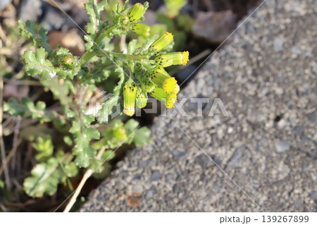 春の道端に咲く黄色い筒状花のみのノボロギクの花 春の道端に咲く黄色い筒状花のみのノボロギクの花 139267899