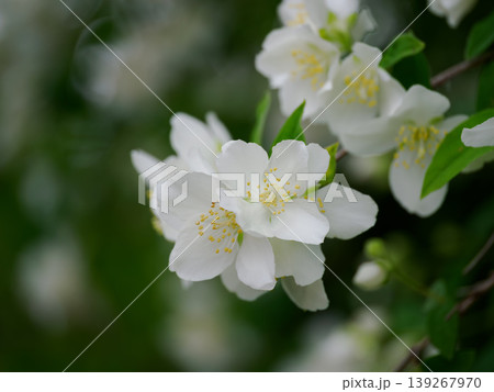 芳しい香りのセイヨウバイカウツギ 139267970