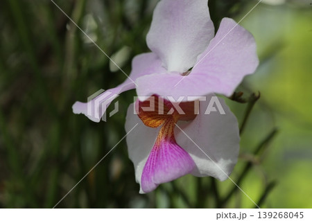 ピンクのハナボウランの花 クローズアップ 原種ラン 熱帯植物 ボタニカル 139268045