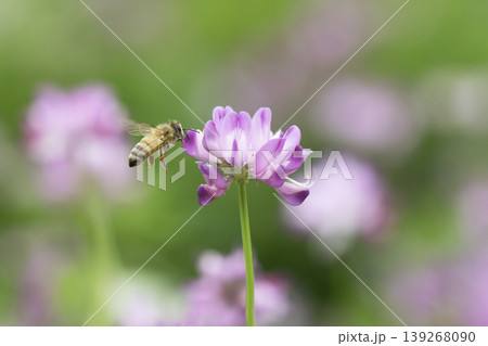 春の陽だまりの中でレンゲの花を訪れるミツバチ 春の陽だまりの中でレンゲの花を訪れるミツバチ 139268090