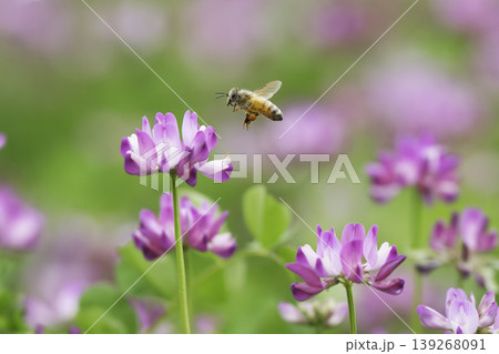 春の陽だまりの中でレンゲの花を訪れるミツバチ 春の陽だまりの中でレンゲの花を訪れるミツバチ 139268091
