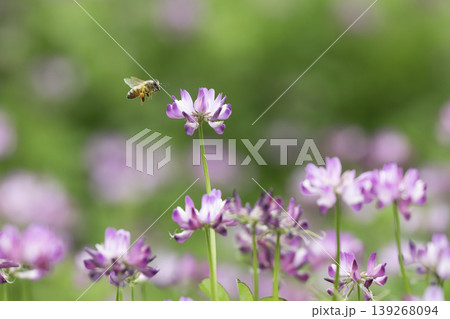 春の陽だまりの中でレンゲの花を訪れるミツバチ 春の陽だまりの中でレンゲの花を訪れるミツバチ 139268094