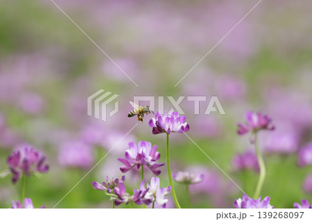 春の陽だまりの中でレンゲの花を訪れるミツバチ 139268097