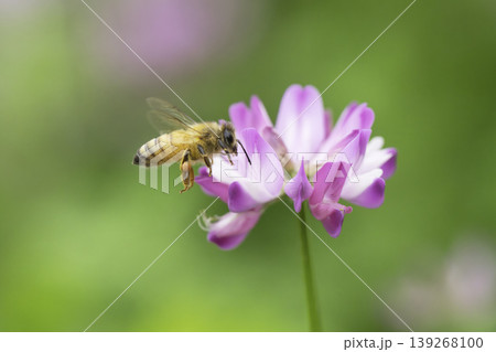 春の陽だまりの中でレンゲの花を訪れるミツバチ 春の陽だまりの中でレンゲの花を訪れるミツバチ 139268100