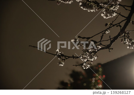 夜の静寂に浮かび上がるライトアップされた桜と幻想的な光 139268127