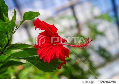 赤い大輪の花が咲いたトロピカルなハイビスカス 赤い大輪の花が咲いたトロピカルなハイビスカス 139268290