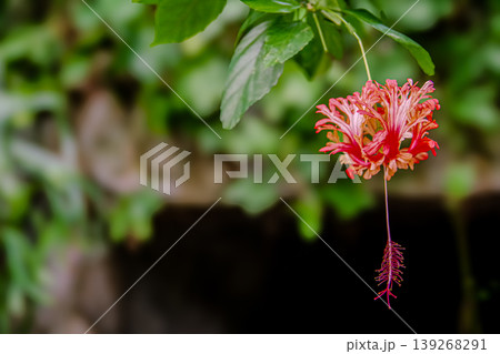 赤い五弁の花びらが反り返るフウリンブッソウゲの花 139268291