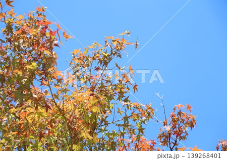 青空に映える紅葉 青空に映える紅葉 139268401