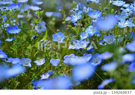 群生して咲くネモフィラの花 139268637