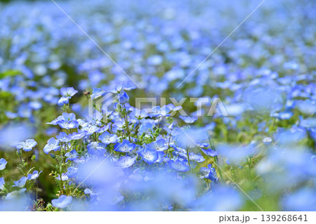 可愛いネモフィラの花 139268641