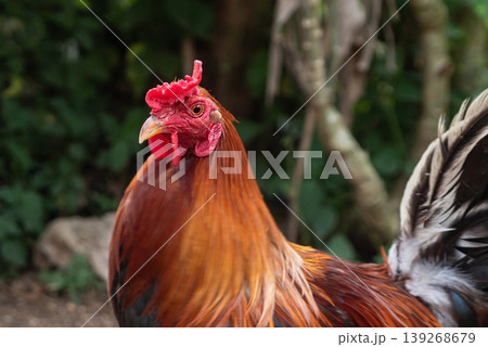 Close up portrait of a vibrant red rooster head with fiery orange feathers 139268679