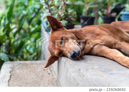 Domestic dog resting on gray concrete stairs of a house terrace on a sunny day Domestic dog resting on gray concrete stairs of a house terrace on a sunny day 139268692