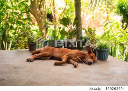 dog resting on a terrace floor next to potted flowers and tropical plants 139268694
