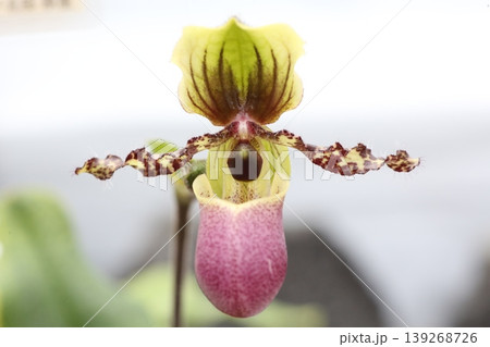 パフィオペディルム チャムベライニアヌムの花 クローズアップ 原種ラン ボタニカル素材 パフィオペディルム チャムベライニアヌムの花 クローズアップ 原種ラン ボタニカル素材 139268726