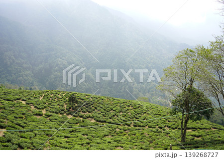 Panoramic view of a lush green tea plantation nestled on a misty mountain hillside at Darjeeling 139268727