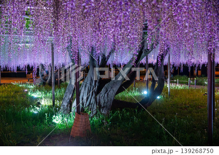 岡崎城 五万石藤まつりのライトアップと夜景風景 岡崎城 五万石藤まつりのライトアップと夜景風景 139268750