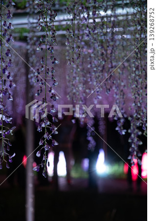 岡崎城 五万石藤まつりのライトアップと夜景風景 岡崎城 五万石藤まつりのライトアップと夜景風景 139268752