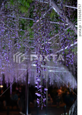 岡崎城 五万石藤まつりのライトアップと夜景風景 岡崎城 五万石藤まつりのライトアップと夜景風景 139268757