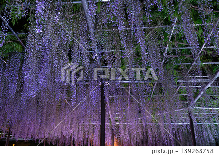岡崎城 五万石藤まつりのライトアップと夜景風景 岡崎城 五万石藤まつりのライトアップと夜景風景 139268758