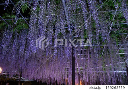 岡崎城 五万石藤まつりのライトアップと夜景風景 139268759