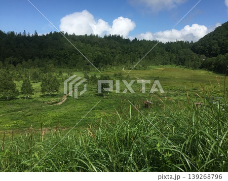夏の長野県南二平湿原の木道を歩く 139268796