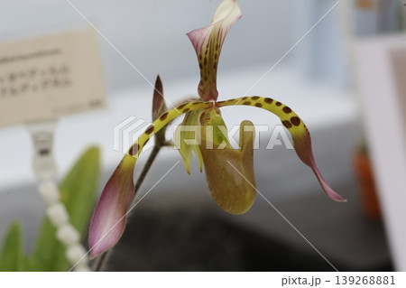 パフィオペディルム ハイナルディアヌムの花 クローズアップ 原種ラン ボタニカル素材 139268881