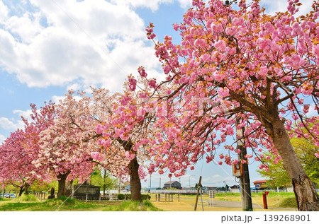 青空に映える満開の八重桜 青空に映える満開の八重桜 139268901