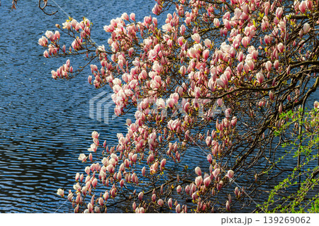 Beautiful blooming pink magnolia tree in park Beautiful blooming pink magnolia tree in park 139269062