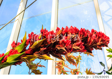 Beautiful blooming giant spear lily (Doryanthes palmeri) in greenhouse Beautiful blooming giant spear lily (Doryanthes palmeri) in greenhouse 139269095