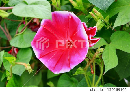 里沼の街『館林』に咲く…【朝顔】 139269162