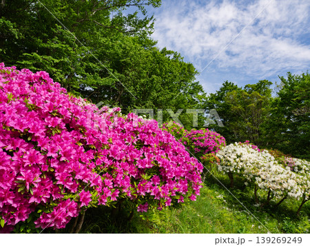 青空と新緑に映えるツツジの花　春の吾妻山公園 139269249