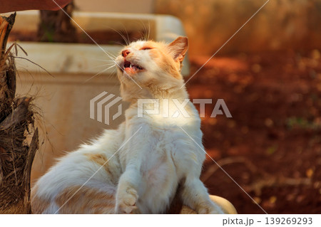 Stray hungry cat on the city street Stray hungry cat on the city street 139269293