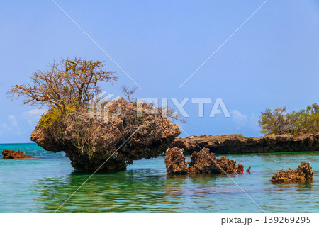 Mangroves in the lagoon of Kwale island. This is a small islet in the south of Zanzibar, Tanzania Mangroves in the lagoon of Kwale island. This is a small islet in the south of Zanzibar, Tanzania 139269295
