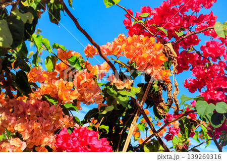 Beautiful blooming bougainvillea in garden 139269316