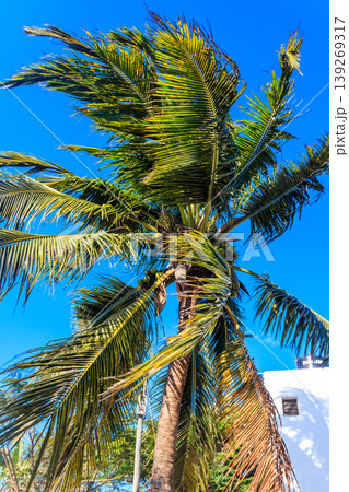 Coconut palm tree (Cocos nucifera) with ripening coconuts against blue sky 139269317