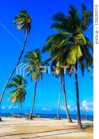 Coconut palm trees (Cocos nucifera) with ripening coconuts against blue sky on the tropical beach of the Indian ocean on Zanzibar, Tanzania Coconut palm trees (Cocos nucifera) with ripening coconuts against blue sky on the tropical beach of the Indian ocean on Zanzibar, Tanzania 139269318