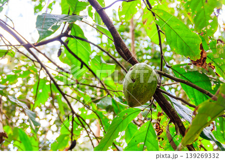 Green cacao fruit on the cocoa tree (Theobroma cacao) Green cacao fruit on the cocoa tree (Theobroma cacao) 139269332