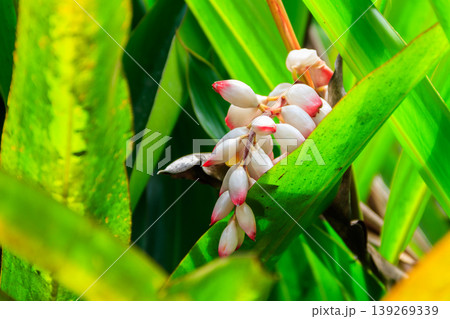 Cardamom flower growing on the spice farm Cardamom flower growing on the spice farm 139269339