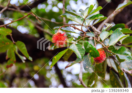 Lychee fruit growing on a tree in spice farm in Zanzibar, Tanzania Lychee fruit growing on a tree in spice farm in Zanzibar, Tanzania 139269340